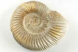 Polished Jurassic Ammonite (Perisphinctes) - Madagascar #203868-1